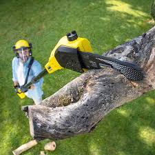 Best Tree and Shrub Care  in Anton, TX