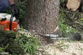 How Our Tree Care Process Works  in  Anton, TX
