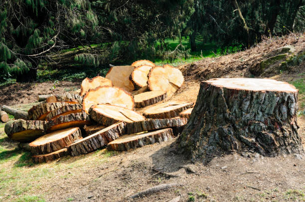 Best Tree Preservation Services  in Anton, TX